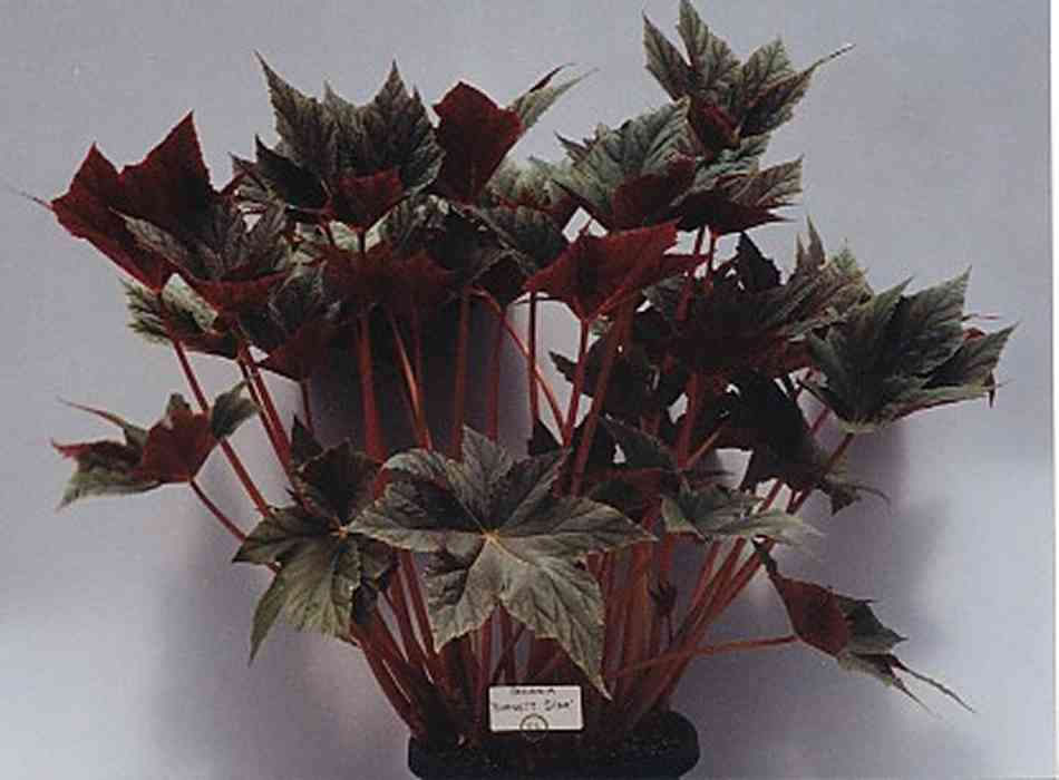 B. ‘Burnett Star’